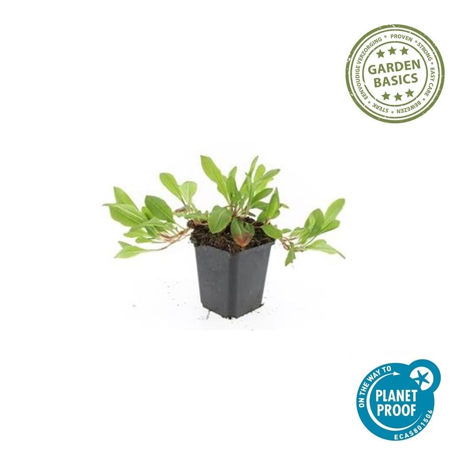 Persicaria aff. ‘Darjeeling Red’ – 24 Pflanzen Ø 9 cm Höhe 10–25 cm – Teppich - Knöterich | Kriechende, winterharte Bodendecker - Staude - Wurzelwerk Design