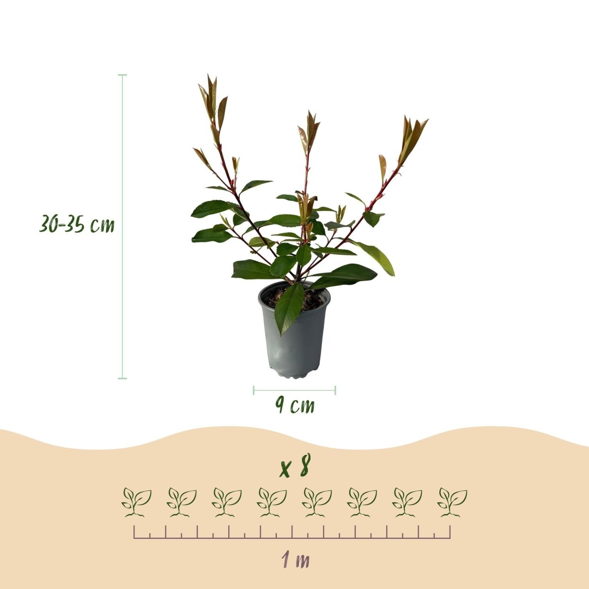 Heckenpflanzen - Photinia fraseri Red Robin - Blatt rot grün - 8 Pflanzen / 1 laufender Meter - immergrün - Topf 9cm Höhe 30 - 35cm - Wurzelwerk Design