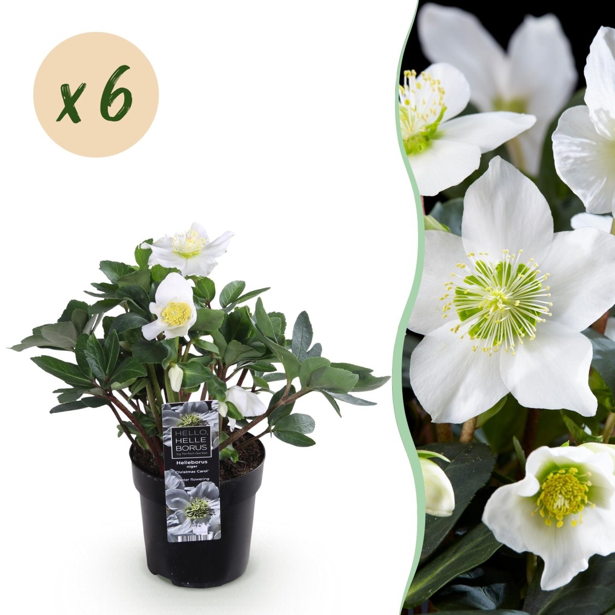 Christrose &