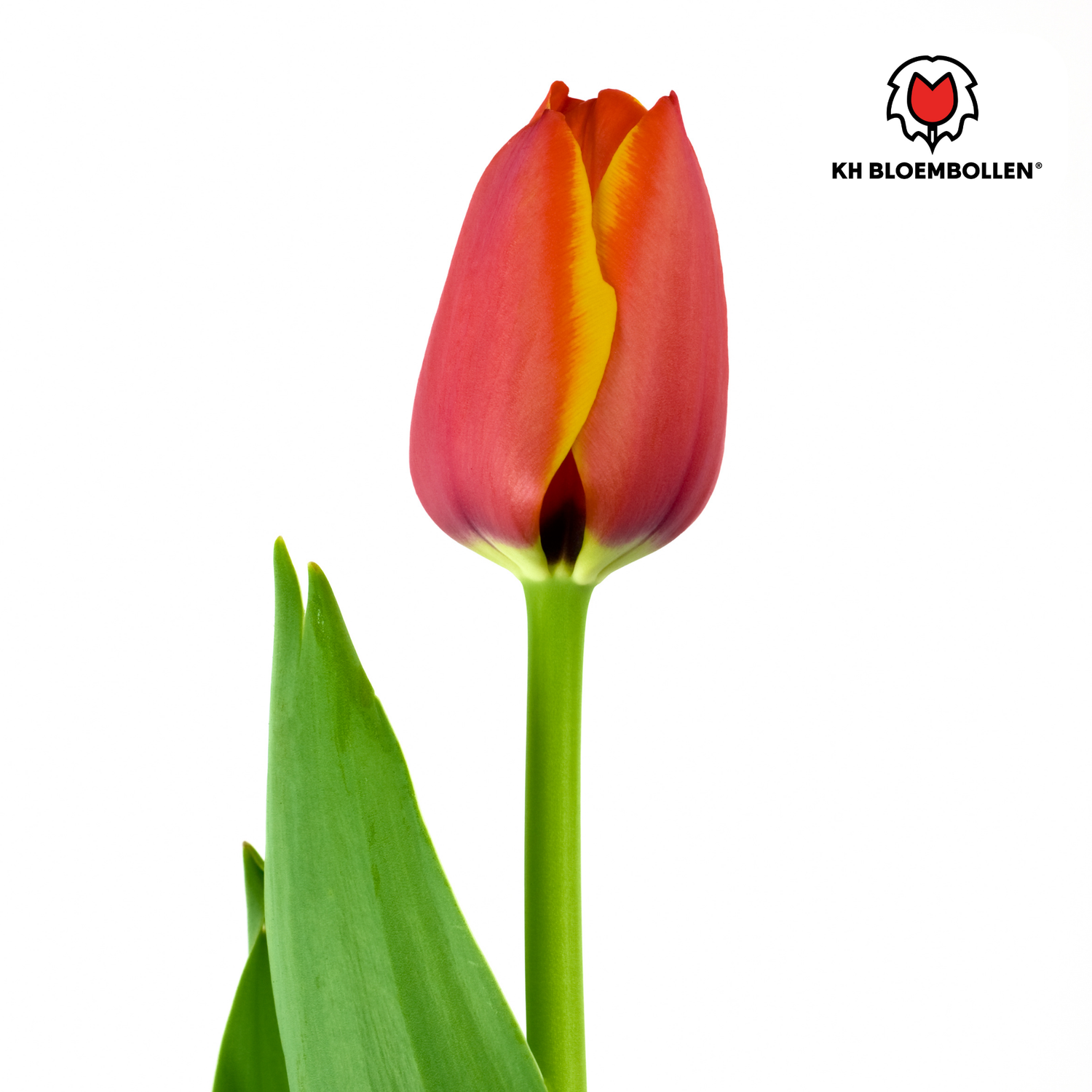 Gefranste orange-rote Tulpenzwiebeln Dafeng von Everspring, 20er-Pack für schöne Frühlingsblumen.