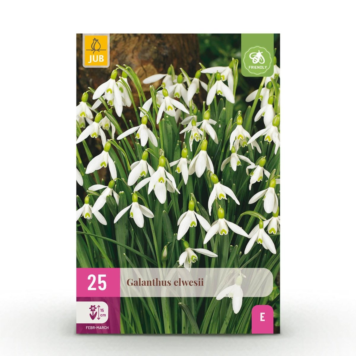 Blumenzwiebeln Galanthus Elwesii | 25 Stück Weiß – Zwiebelgröße 5/6 – XXL Pack - Wurzelwerk Design
