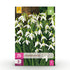 Blumenzwiebeln Galanthus Elwesii | 25 Stück Weiß – Zwiebelgröße 5/6 – XXL Pack - Wurzelwerk Design