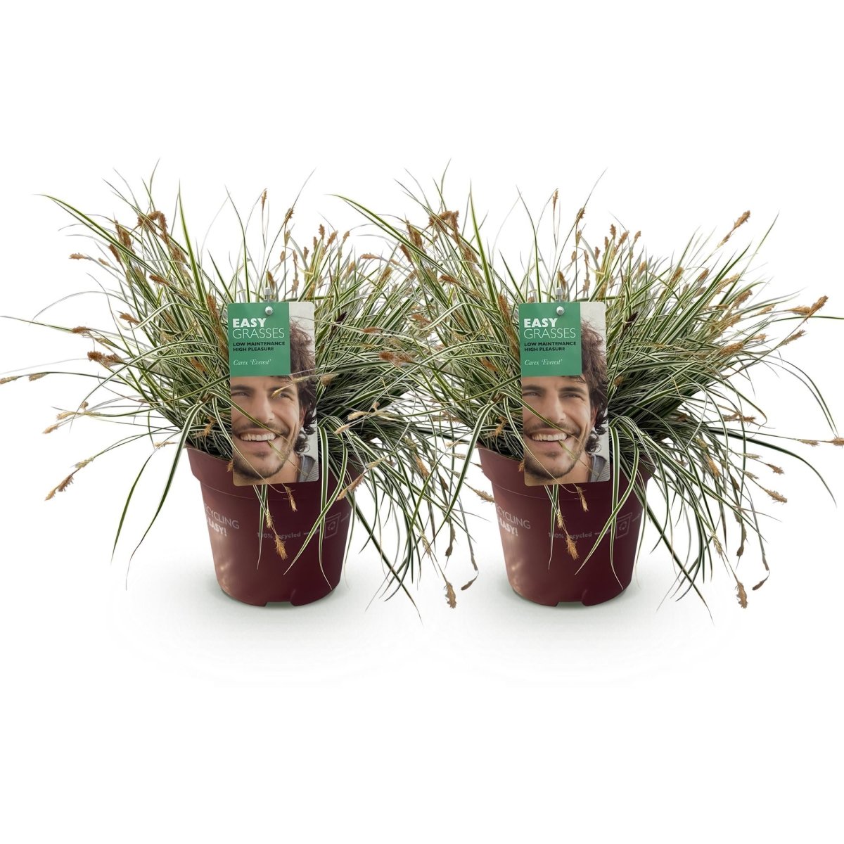 Carex &
