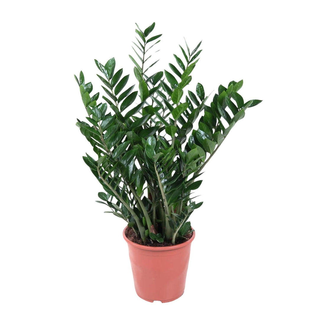 Everspring Glücksfeder Zamioculcas zamiifolia, pflegeleichte grüne Zimmerpflanze mit glänzenden Blättern, ideal für den Innenbereich