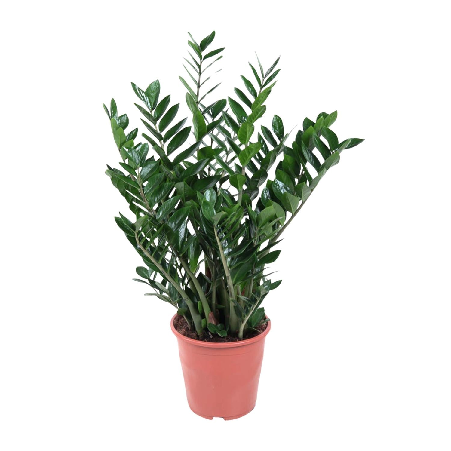 Everspring Glücksfeder Zamioculcas zamiifolia, pflegeleichte grüne Zimmerpflanze mit glänzenden Blättern, ideal für den Innenbereich