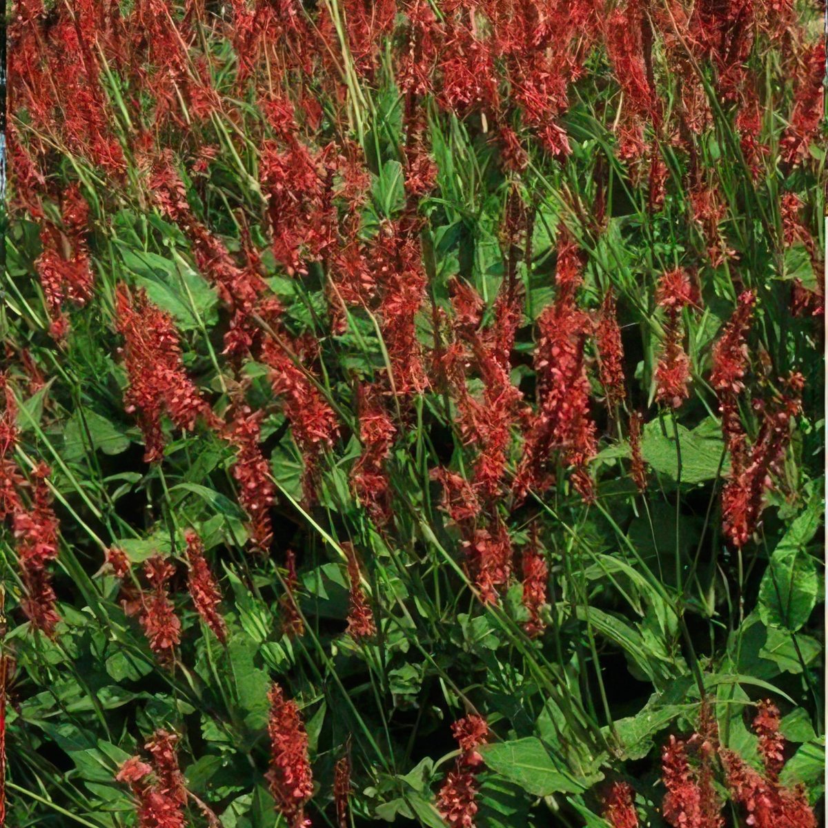 Persicaria amplexicaulis – 24 Pflanzen Ø 9 cm Höhe 10–25 cm – Kerzenknöterich | Blütenstarke Staude für Sonne &amp; Halbschatten - Wurzelwerk Design