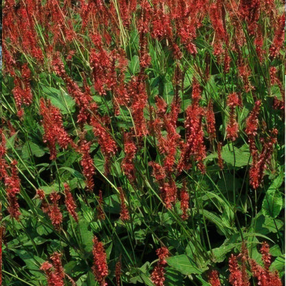Persicaria amplexicaulis – 24 Pflanzen Ø 9 cm Höhe 10–25 cm – Kerzenknöterich | Blütenstarke Staude für Sonne &amp; Halbschatten - Wurzelwerk Design