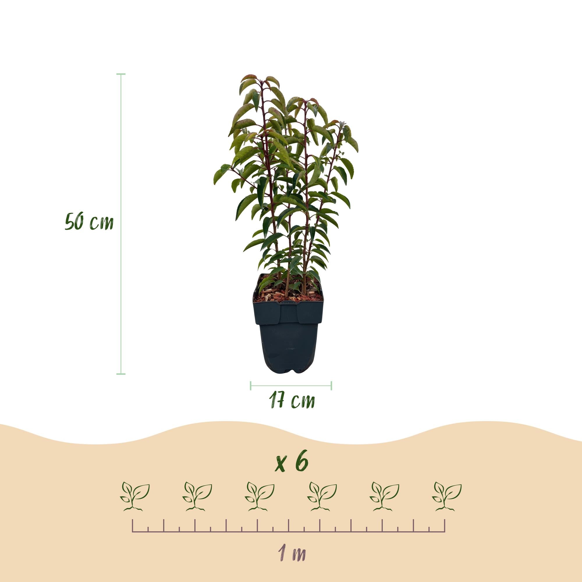 Grüne Heckenpflanzen Prunus lusitanica Angustifolia im Topf, 6 Stück, immergrün, 50 cm hoch, für Hecken, Everspring