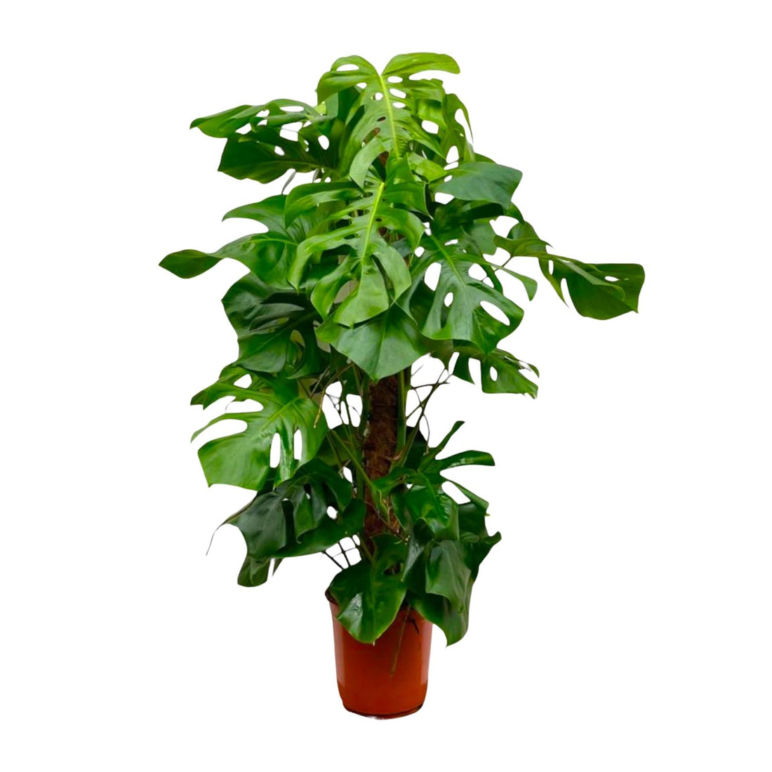 Monstera Deliciosa – Tropische Fensterblatt-Zimmerpflanze