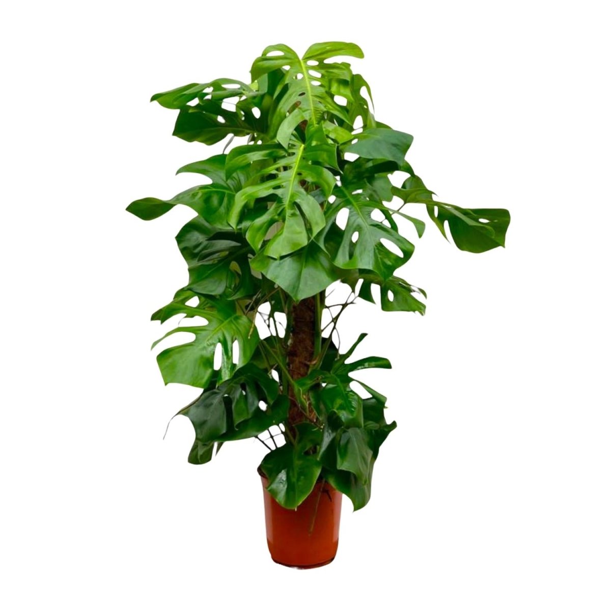 Monstera deliciosa kaufen – Das Fensterblatt, 70–180 cm - Wurzelwerk Design