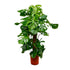 Monstera deliciosa kaufen – Das Fensterblatt, 70–180 cm - Wurzelwerk Design