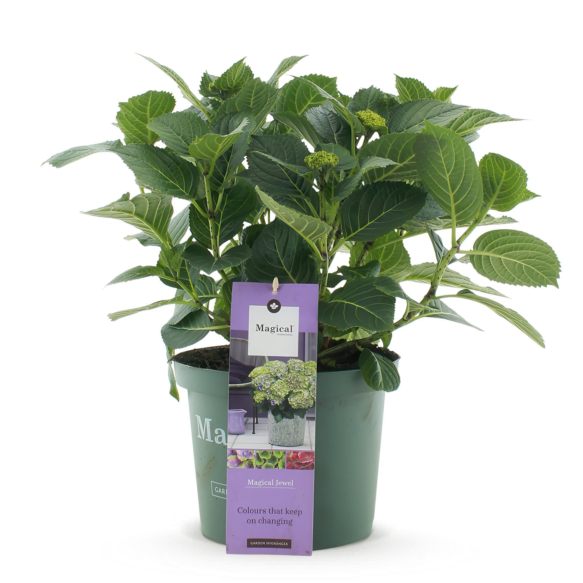 Everspring Hortensie Hydrangea Magical Jewel Blue in Topf, blühende blaue Blumen, Höhe 55cm, 6-10 Blüten, 23cm Topf