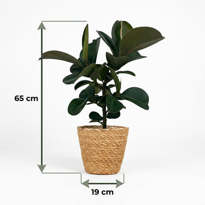 Gummibaum kaufen | Ficus Elastica Cloe – Topf Ø 19 cm, Höhe 65 cm