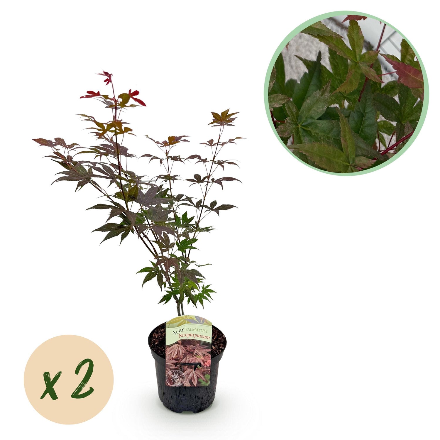Zwei japanische Ahornbäume Acer palmatum Atropurpureum in Töpfen, lila Laub, laubabwerfend, Höhe 70cm.