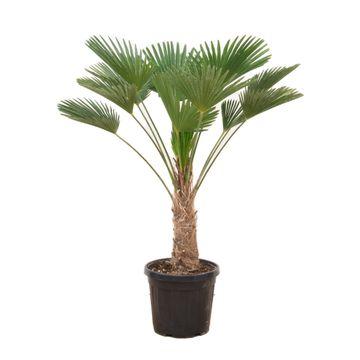 Trachycarpus wagnerianus – Winterharte Hanfpalme – ca. 130 cm – Kompakt &amp; Robust - Wurzelwerk Design
