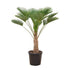 Trachycarpus wagnerianus – Winterharte Hanfpalme – ca. 130 cm – Kompakt & Robust - Wurzelwerk Design