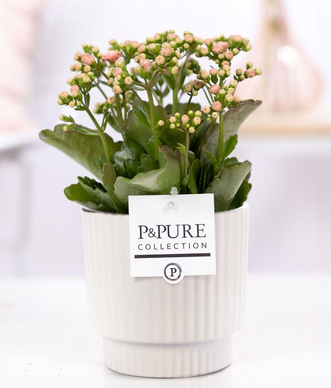 Everspring Kalanchoe Pink in weißem P&amp;PURE Ivy Keramiktopf, glänzend, Durchmesser 12cm, Höhe 27cm, lebendige Pflanze