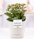 Everspring Kalanchoe Pink in weißem P&PURE Ivy Keramiktopf, glänzend, Durchmesser 12cm, Höhe 27cm, lebendige Pflanze
