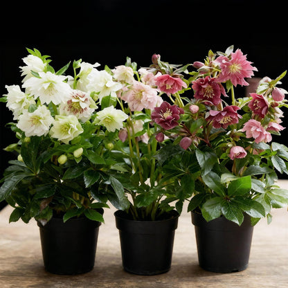 Lenzrose &