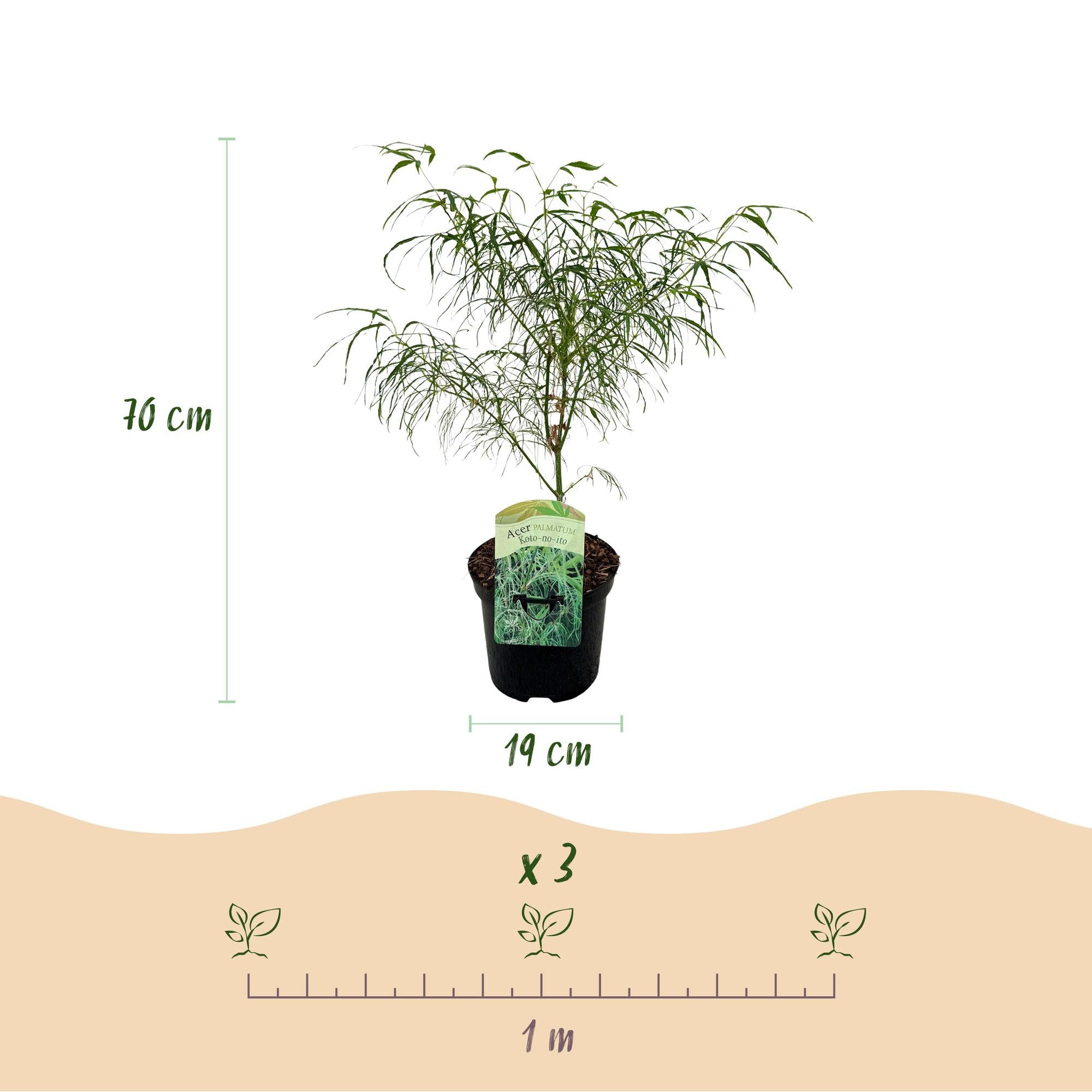 Zwei grüne japanische Ahornpflanzen Acer palmatum Koto-no-ito in Töpfen, laubabwerfend, Höhe ca. 70cm, Topf 19cm Durchmesser.