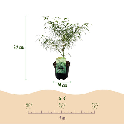 Zwei grüne japanische Ahornpflanzen Acer palmatum Koto-no-ito in Töpfen, laubabwerfend, Höhe ca. 70cm, Topf 19cm Durchmesser.