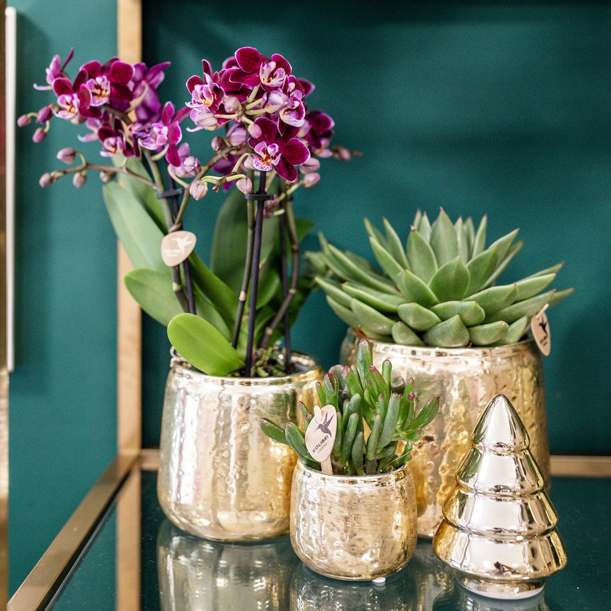 Luxuriöser Blumentopf - Goldener Keramiktopf - Ø 9 cm - Wurzelwerk Design