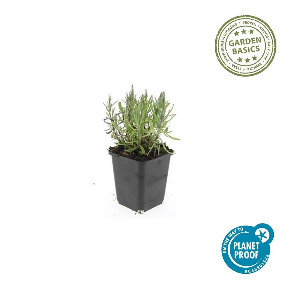 24 Lavendel Pflanzen &