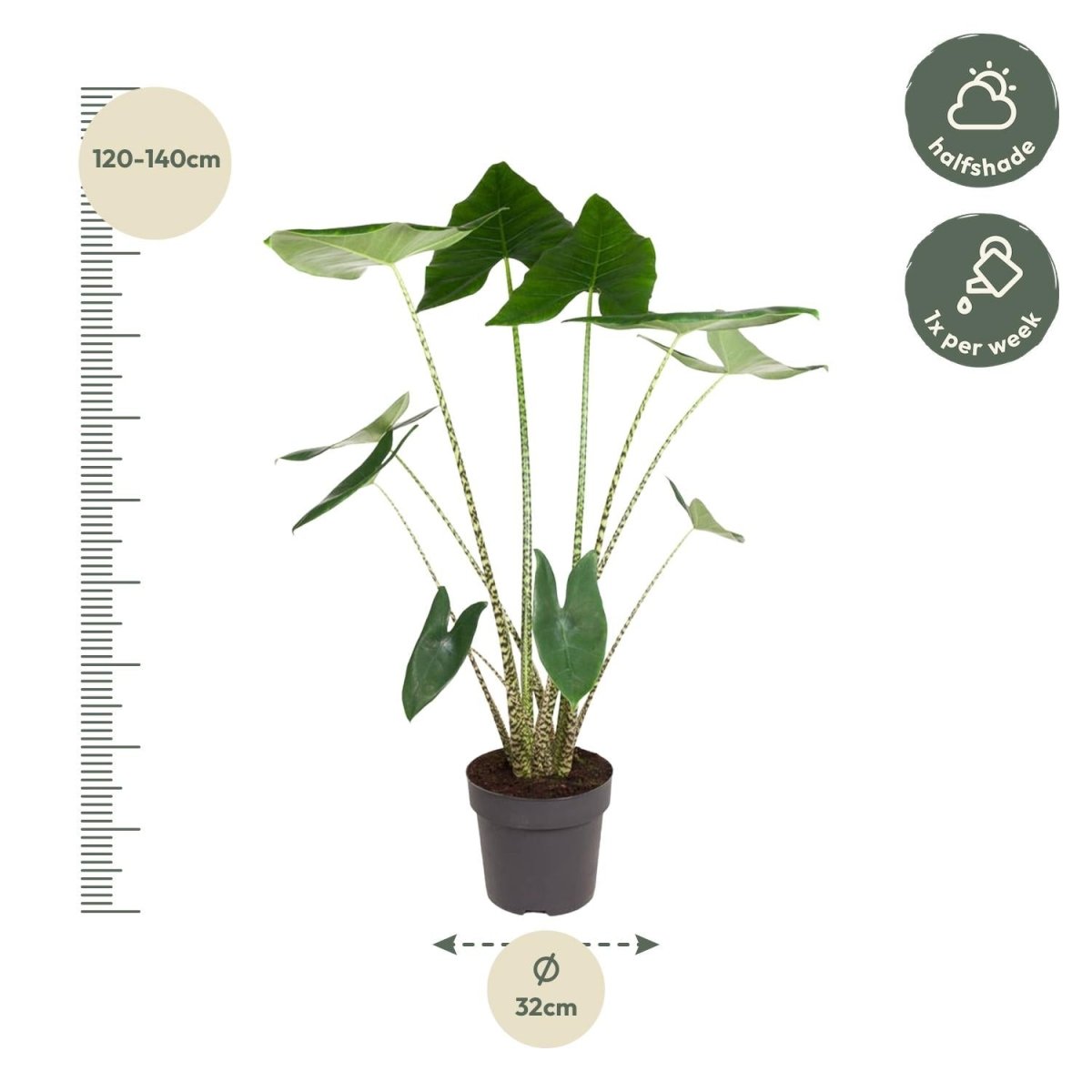 Alocasia Zebrina 130 cm – Exotische Zimmerpflanze im XL - Format - Wurzelwerk Design