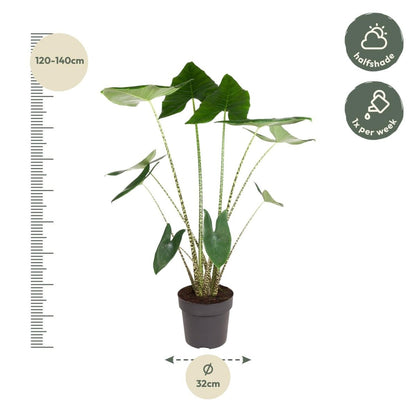 Alocasia Zebrina 130 cm – Exotische Zimmerpflanze im XL - Format - Wurzelwerk Design