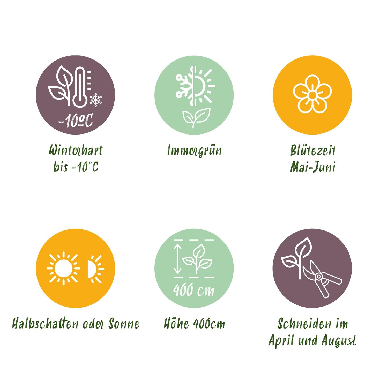 Heckenpflanzen - Photnia fraseri Red Robin - Blatt rot grün - 8 Pflanzen / 1 laufender Meter - immergrün - Topf 9cm Höhe 30-35cm