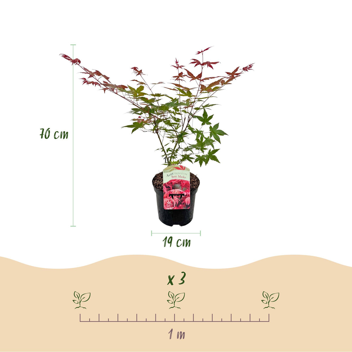 Japanischer Ahorn Acer palmatum Beni Maiko in rotem Laub, Topf, 70cm hoch, laubabwerfend, von Everspring.
