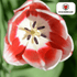 Candy Apple Delight Tulpen – 20 Zwiebeln | Rot - Weiße Frühlingspracht - Wurzelwerk Design