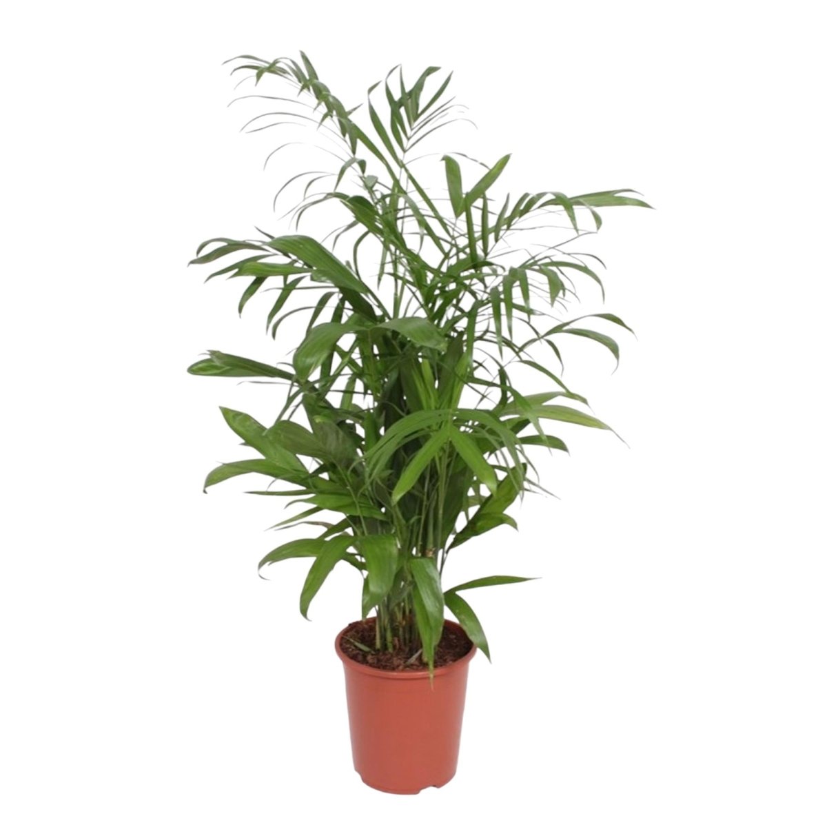 Chamaedorea Seifrizii – Elegante Bambuspalme für Innenräume - Wurzelwerk Design