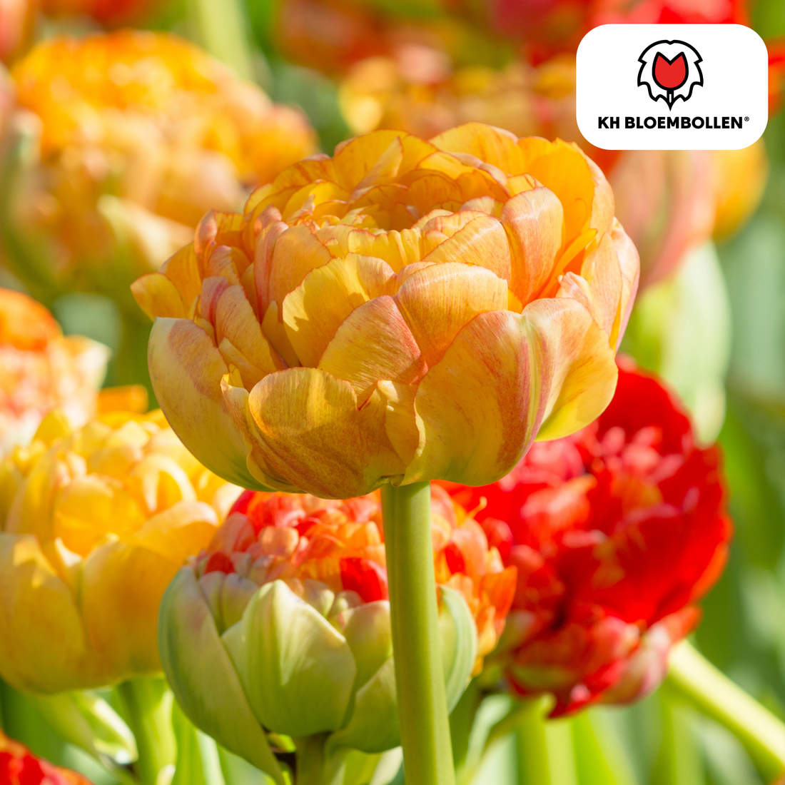 Bunte gefüllte Tulpenzwiebeln Gudoshnik Double von Everspring, 20er-Pack, in einer Schale, bereit zum Pflanzen.