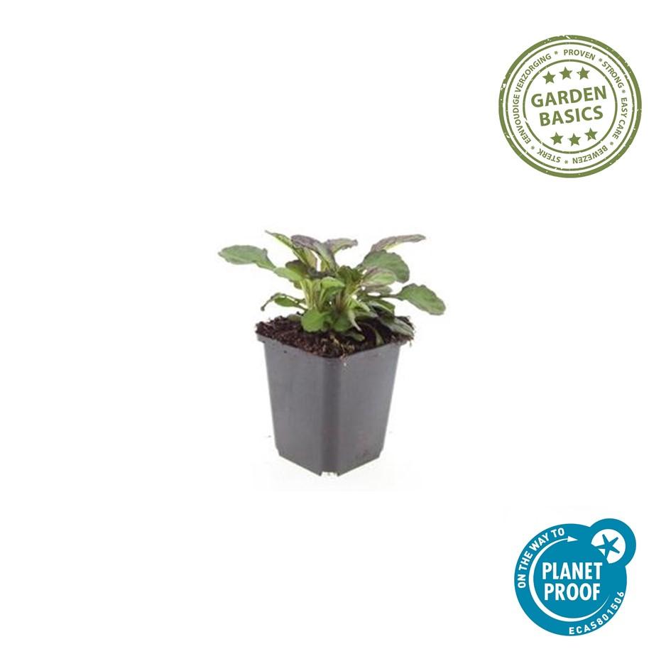 24x Ajuga reptans ‘Catlin’s Giant’ – Bodendecker mit violettem Laub &amp; Blüten – Höhe 10–25 cm – Ø 9 cm