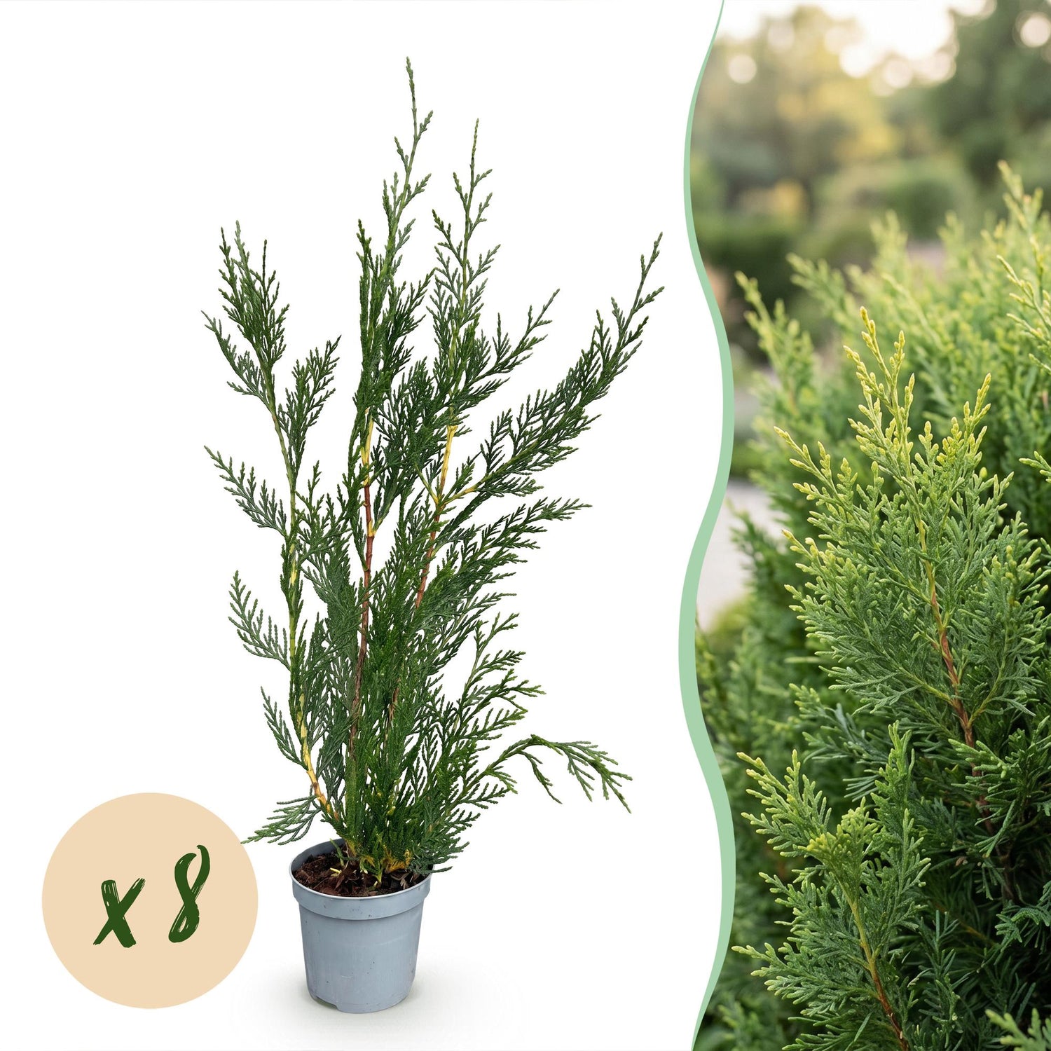 Leyland-Zypresse Jungpflanzen – Cupressocyparis leylandii online kaufen | 8er-Set, immergrün &amp; sehr schnellwachsend – Wurzelwerk Design
