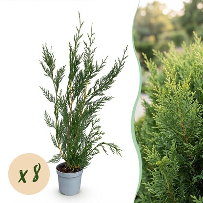 Leyland-Zypresse Jungpflanzen – Cupressocyparis leylandii online kaufen | 8er-Set, immergrün &amp; sehr schnellwachsend – Wurzelwerk Design