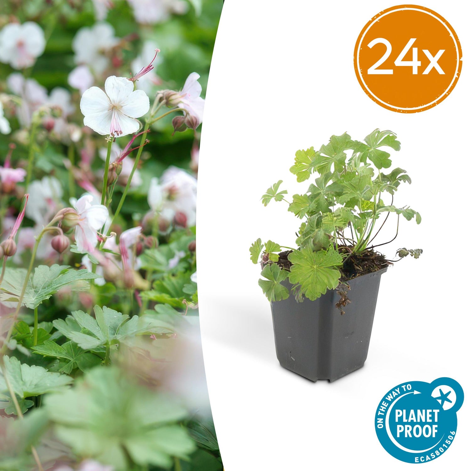 24x Geranium cantabrigiense ‘Biokovo’ – Duft-Storchschnabel für Garten &amp; Beete – Höhe 10–25 cm – Ø 9 cm