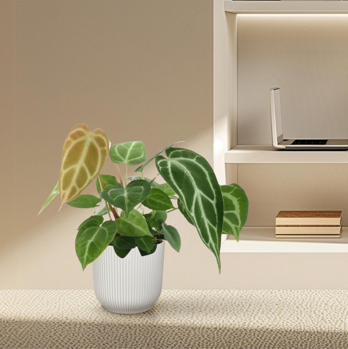 Anthurium crystallinum 35 cm | Seltene Samtpflanze im Ø12 cm Topf – Exklusive Rarität - Wurzelwerk Design