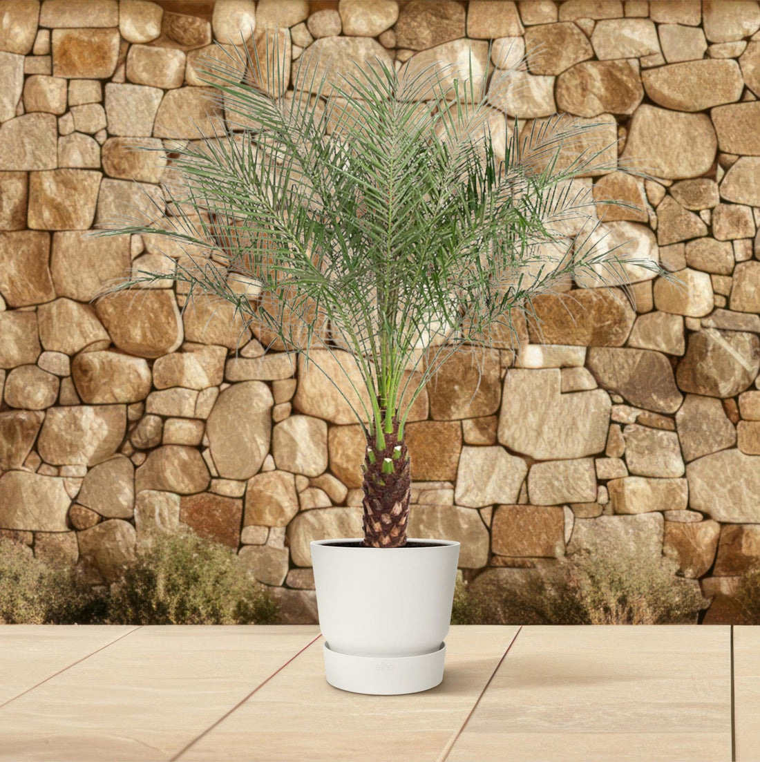 Zwerg-Dattelpalme Phoenix roebelenii als immergrüne Zimmer- und Kübelpflanze