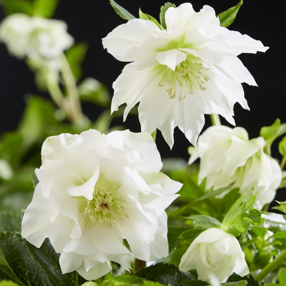 Lenzrose &