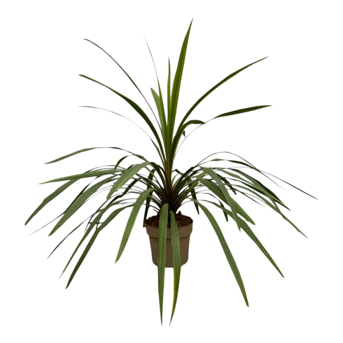 Cordyline Peko 90 cm | Exotische Zimmer - &amp; Terrassenpflanze im Ø24 cm Topf – Immergrün &amp; Pflegeleicht - Wurzelwerk Design