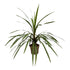 Cordyline Peko 90 cm | Exotische Zimmer - & Terrassenpflanze im Ø24 cm Topf – Immergrün & Pflegeleicht - Wurzelwerk Design