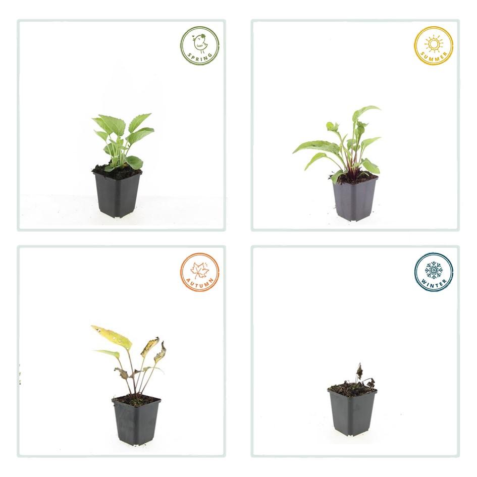 24x Echinacea purpurea ‘Magnus’ – Purpur-Sonnenhut für Staudenbeete &amp; Naturgärten – Höhe 10–25 cm – Ø 9 cm