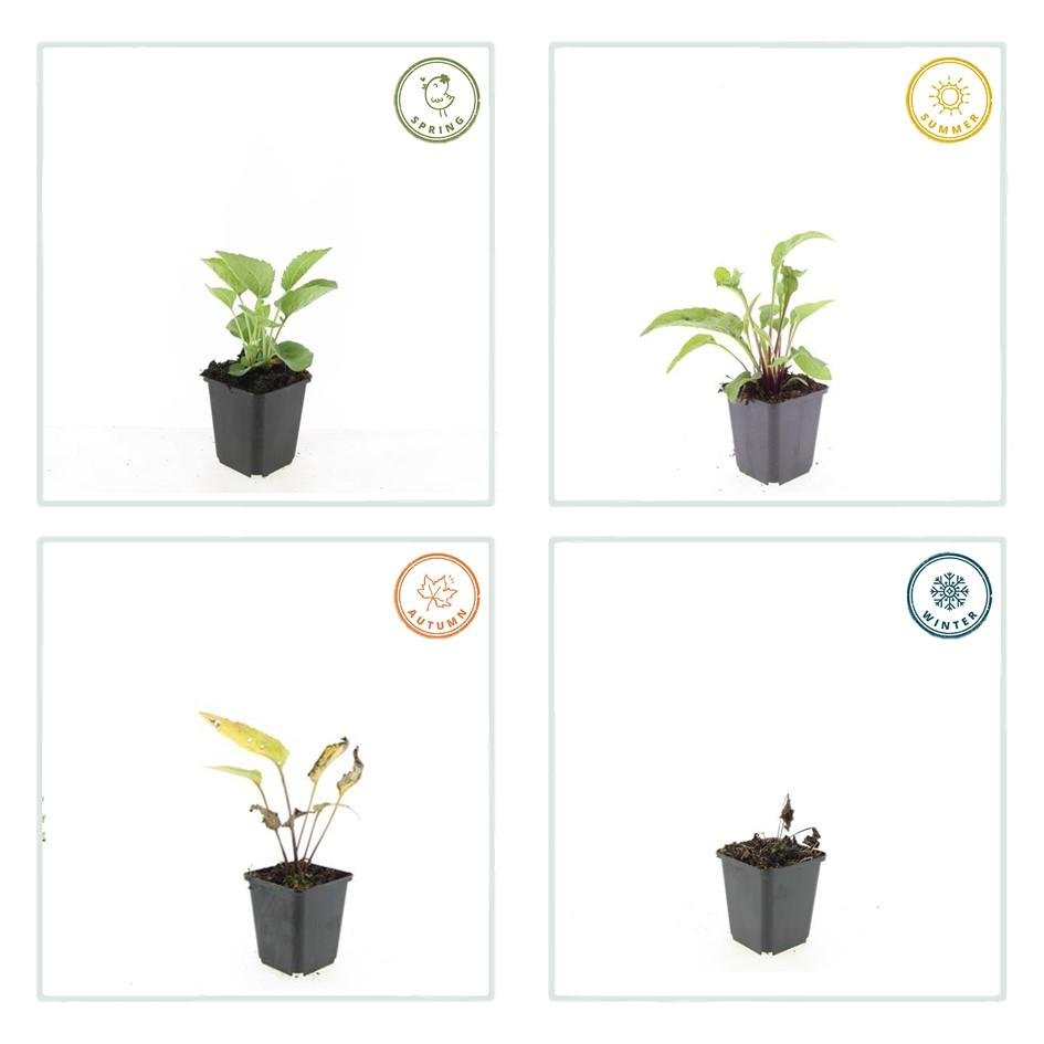24x Echinacea purpurea ‘Magnus’ – Purpur - Sonnenhut für Staudenbeete &amp; Naturgärten – Höhe 10–25 cm – Ø 9 cm - Wurzelwerk Design
