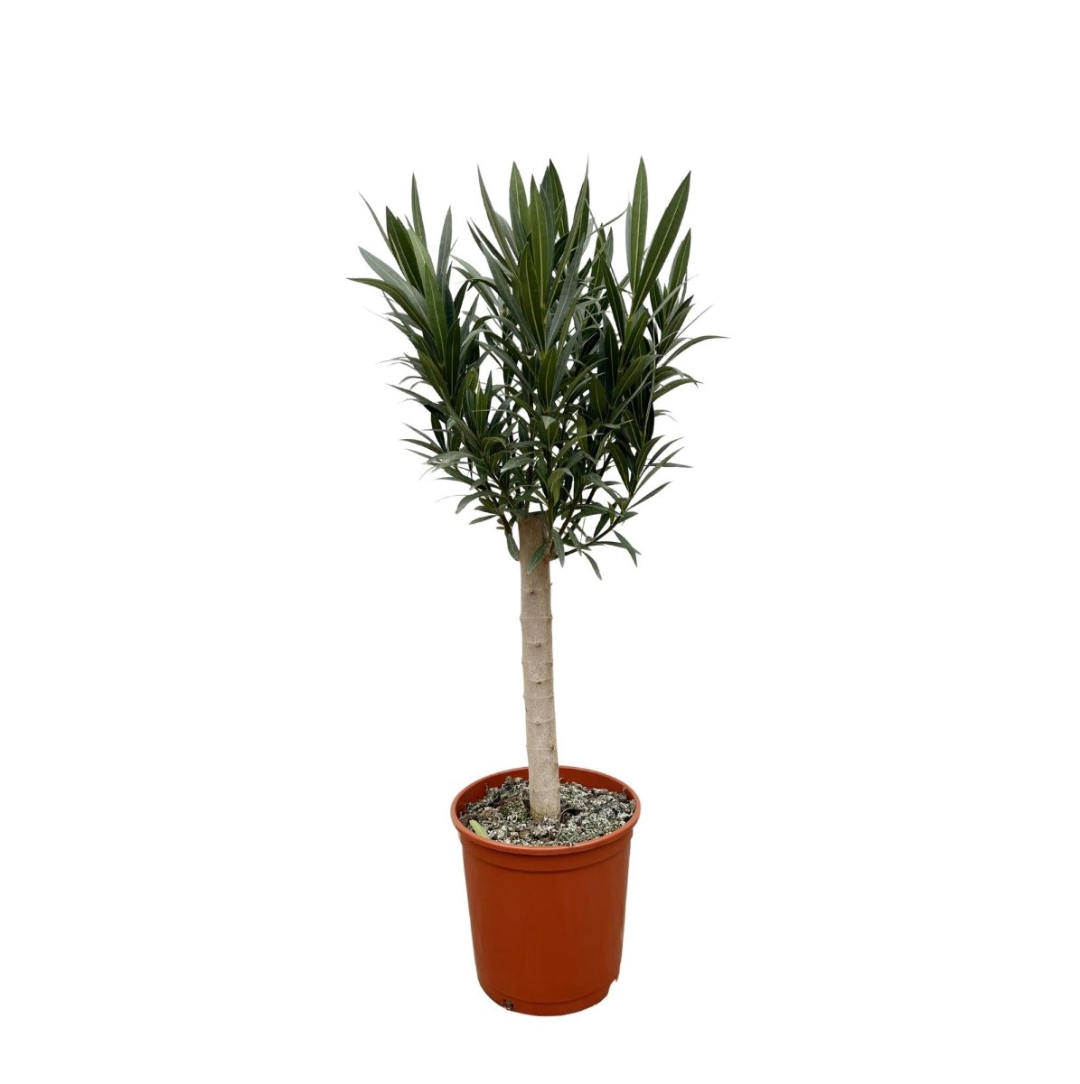 Oleander Hochstamm – Nerium Oleander – ca. 110 cm – Ø22 cm Topf – Immergrün &amp; Mediterran - Wurzelwerk Design