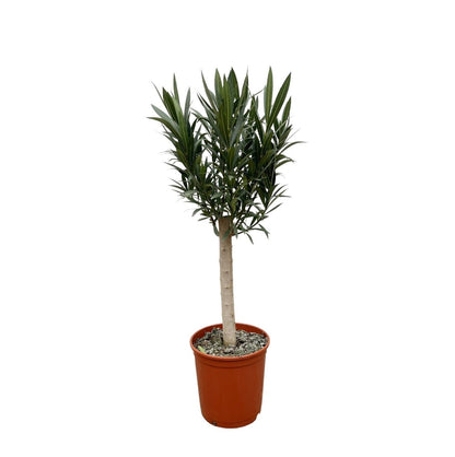 Oleander Hochstamm – Nerium Oleander – ca. 110 cm – Ø22 cm Topf – Immergrün &amp; Mediterran - Wurzelwerk Design