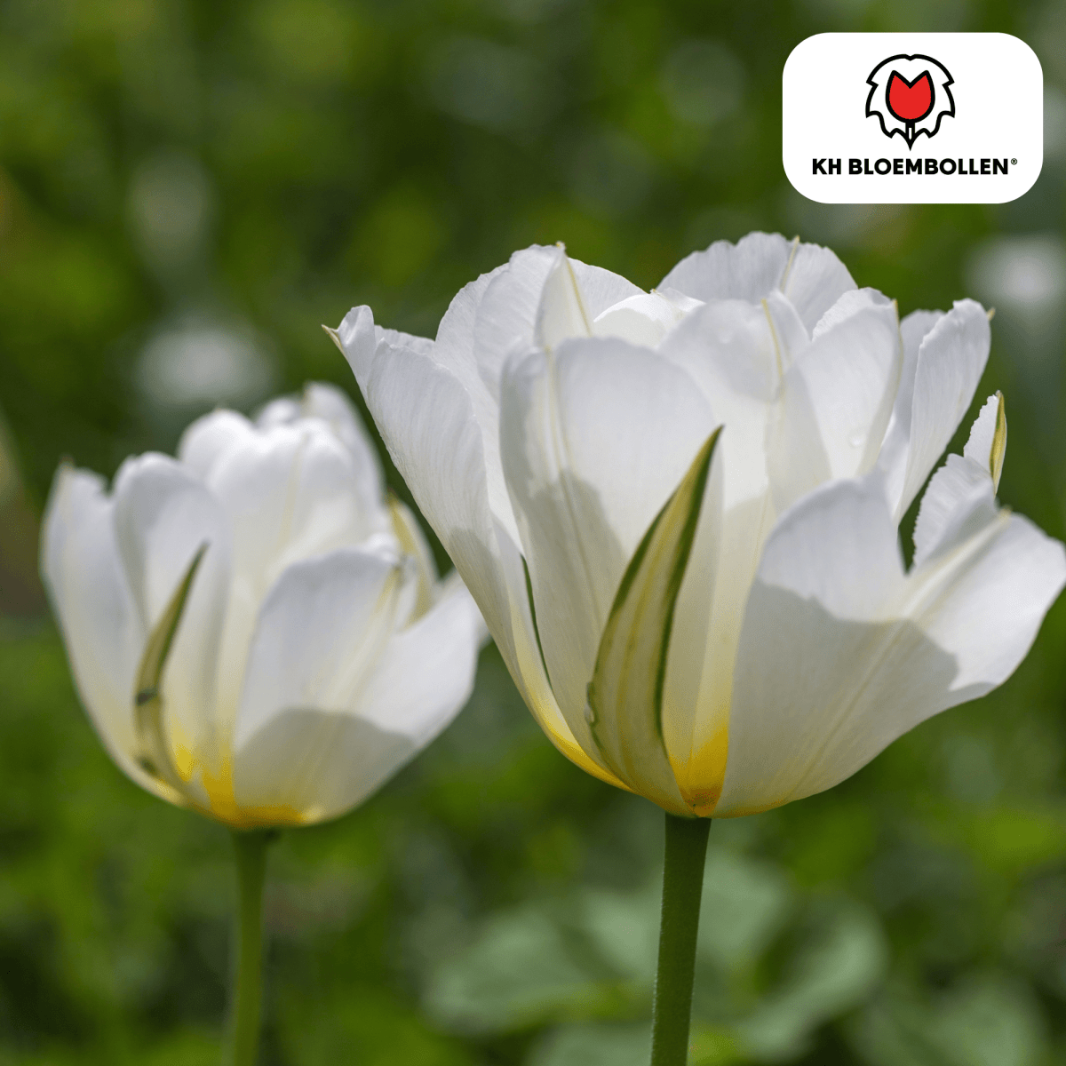 White Valley Tulpen – 20 Zwiebeln | Weiße gefüllte Blüten - Wurzelwerk Design