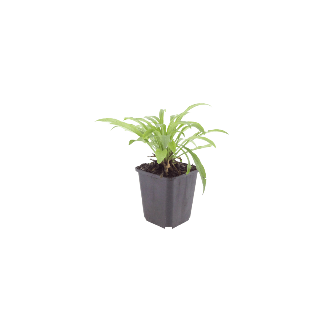 Sechs Campanula pers. &