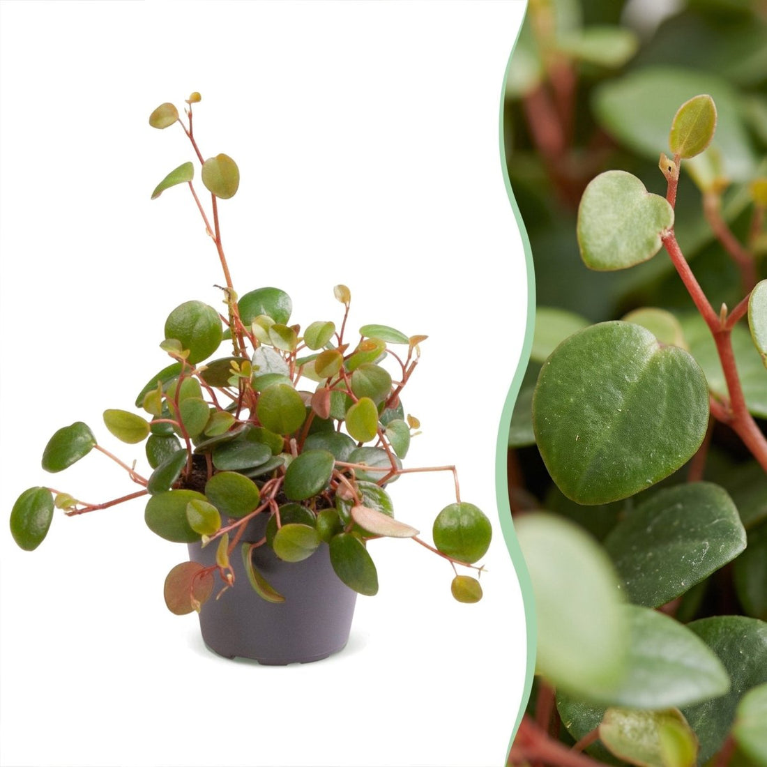 Peperomia &